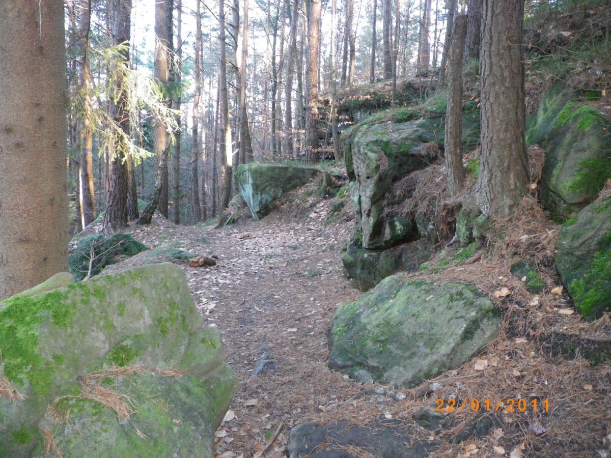 A wooded pathway surrounded by tall trees and moss-covered rocks, with scattered leaves on the ground. Sunlight filters through the branches, creating a serene and inviting atmosphere in the forest. Rodalben F Trail mountain bike trail.