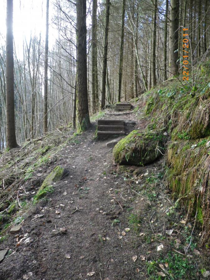 A winding dirt path through a forest, featuring a set of wooden steps ascending to the right. Tall trees are lined on both sides, with sunlight filtering through the branches. The ground is covered with leaves and moss, creating a natural, serene atmosphere. Rodalben F Trail mountain bike trail.