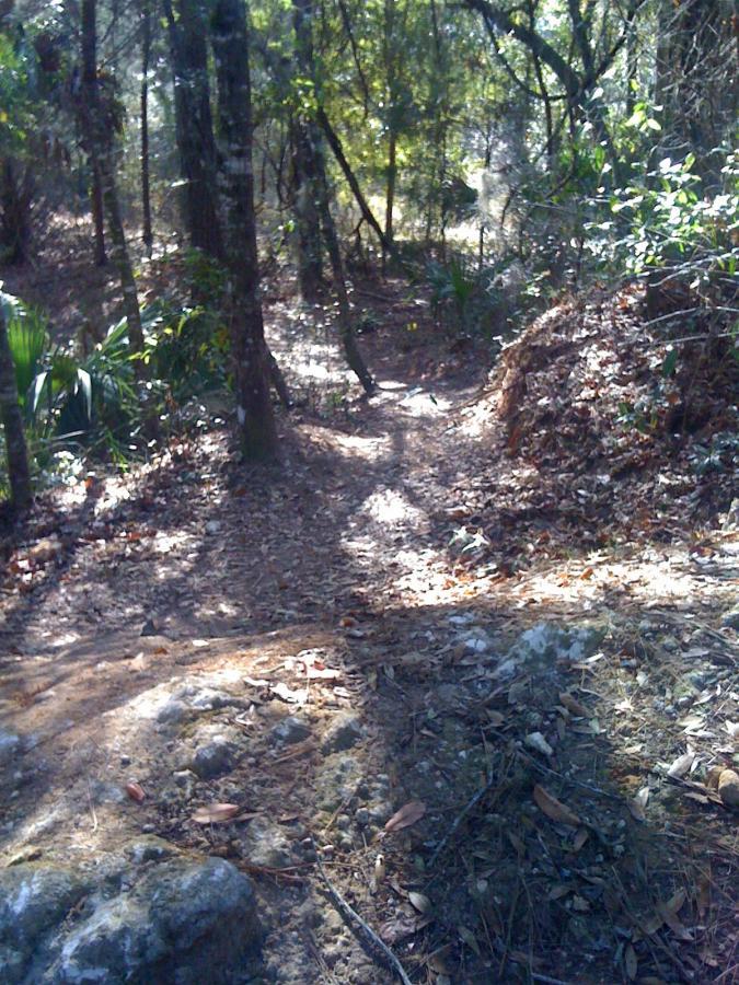 A narrow, winding pathway through a dense forest, surrounded by tall trees and patches of greenery. The ground is covered in leaves and small rocks, with dappled sunlight filtering through the branches overhead. Santos mountain bike trail.