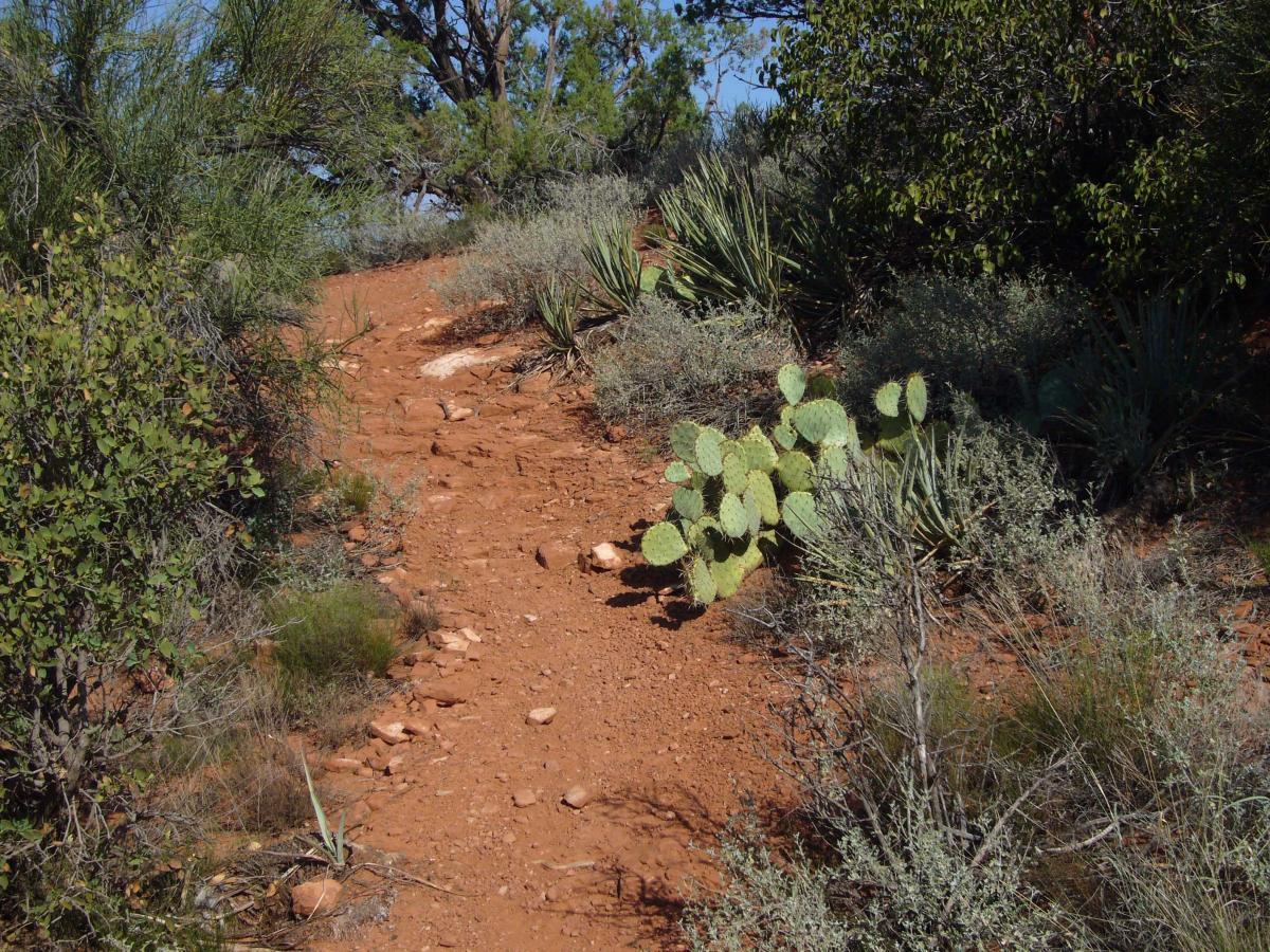 A dirt path meanders through a desert landscape, surrounded by various shrubs and cacti, including noticeable prickly pear cacti. The terrain is rocky and dry, illuminated by bright sunlight under a clear blue sky. Bell Rock Trailway mountain bike trail.