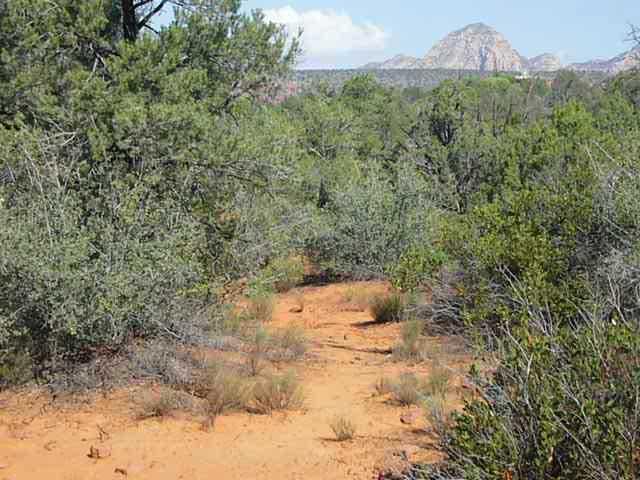 A view of a sandy trail winding through a dense landscape of green shrubs and trees, with a rocky mountain visible in the background under a partially cloudy sky. Bell Rock Trailway mountain bike trail.
