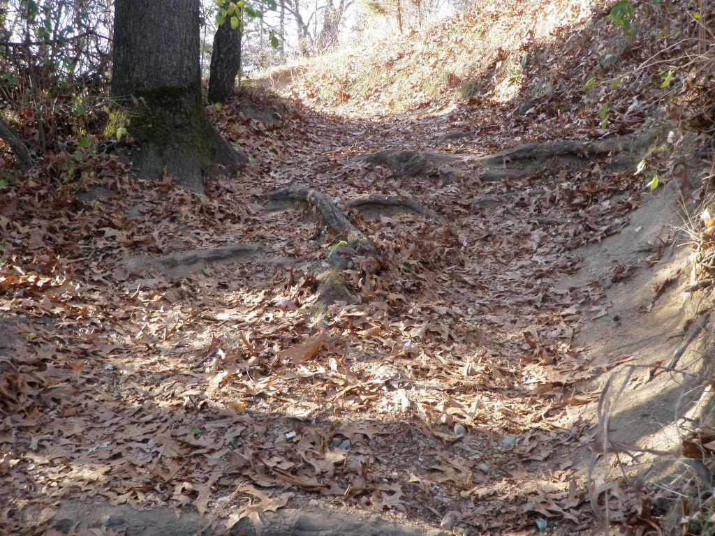 A dirt trail lined with trees and scattered autumn leaves, showing exposed roots along the path. The trail is illuminated by natural light, creating a serene, woodland atmosphere. Potawatomi trail mountain bike trail.