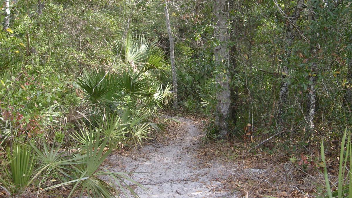 A narrow, winding dirt path surrounded by lush greenery and small palm plants, leading through a dense forest. The scene highlights a tranquil, natural environment with sunlight filtering through the trees. Spruce Creek Preserve mountain bike trail.