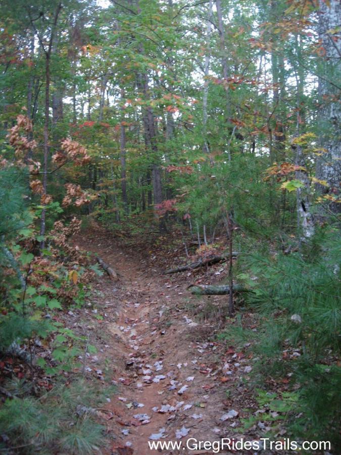 A winding dirt trail surrounded by trees in a forest, with fallen leaves scattered on the ground and hints of autumn colors in the foliage. Black Branch mountain bike trail.
