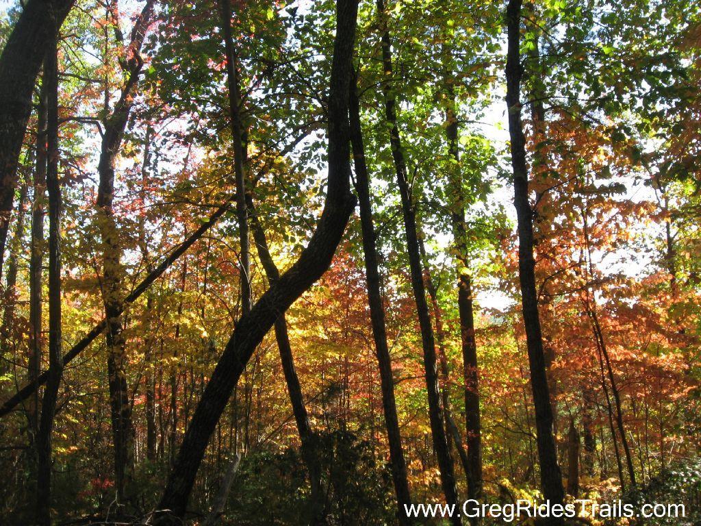 A serene forest scene featuring tall trees with a mix of green and autumn-colored leaves. The sunlight filters through the foliage, creating a warm, colorful display of reds, oranges, and yellows among the greenery. The image captures the beauty of nature during the fall season. Bull / Jake Mountain mountain bike trail.