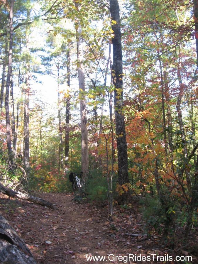 A winding dirt trail bordered by tall trees with vibrant autumn leaves in shades of yellow, orange, and red. The sunlight filters through the canopy, illuminating the path ahead. A bicycle is partially visible off the trail to the right. Bull / Jake Mountain mountain bike trail.