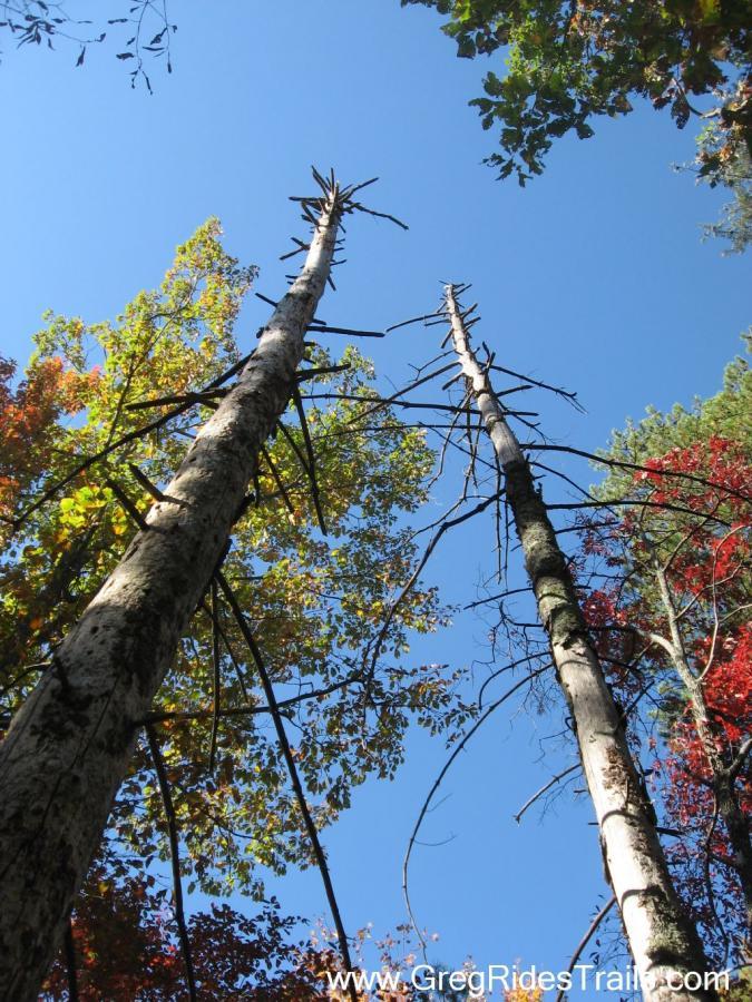 Two tall, leafless trees stretch upward against a clear blue sky, surrounded by vibrant green and red foliage. The image is taken from a low angle, emphasizing the height of the trees. Bull Mountain Cutoff / Fdr-83 / 223d mountain bike trail.