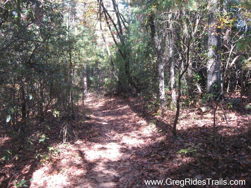 A serene forest path surrounded by trees, with a carpet of fallen leaves, inviting outdoor exploration. Sunlight filters through the foliage, creating dappled shadows on the trail. Jake to Bull Mountain Connecter mountain bike trail.