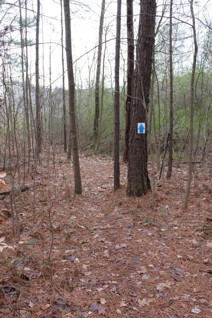 A narrow, winding trail through a dense forest, lined with tall trees and scattered pine needles on the ground. A blue directional arrow sign is affixed to a tree on the left, indicating the path forward. The scene is slightly overcast, giving a calm and quiet atmosphere to the natural setting. Sara Babb Park mountain bike trail.