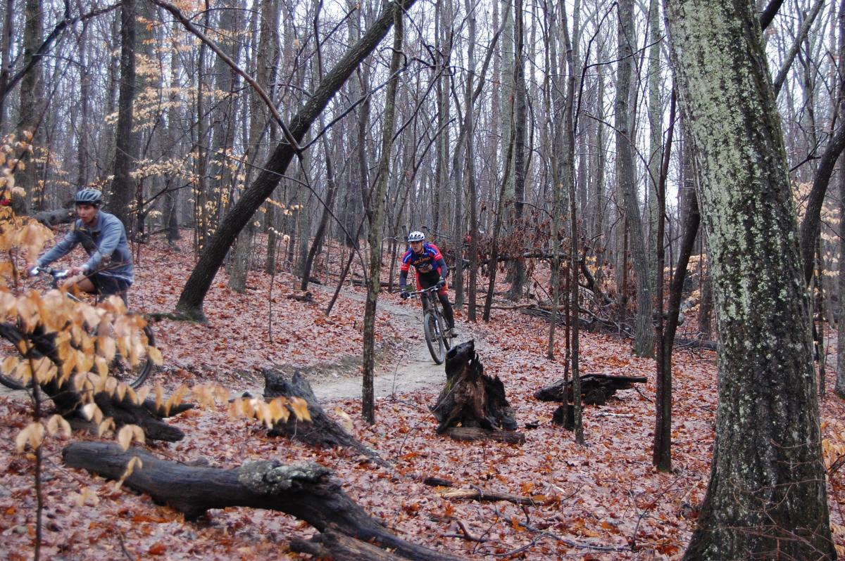 Two mountain bikers ride through a wooded area with fallen leaves covering the ground. The scene captures a winding dirt trail in a forest, surrounded by bare trees and occasional dried leaves on branches. One biker is seen maneuvering on a trail with a focus on speed and agility, while the other is further in the background. The environment suggests an autumn setting, with a mix of browns and grays dominating the landscape. Country Park mountain bike trail.