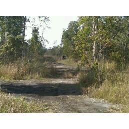 A dirt pathway winding through a wooded area, bordered by tall grass and trees under a clear sky. Bird Basin Park mountain bike trail.