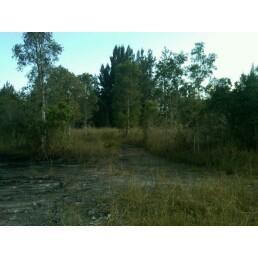 A serene outdoor scene featuring a pathway through a grassy area surrounded by trees. The landscape includes various types of foliage under a clear blue sky, creating a tranquil natural environment. Bird Basin Park mountain bike trail.