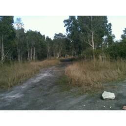 A dirt path surrounded by tall grass and trees, leading into a wooded area. The scene is gently illuminated, suggesting early morning or late afternoon light. Bird Basin Park mountain bike trail.