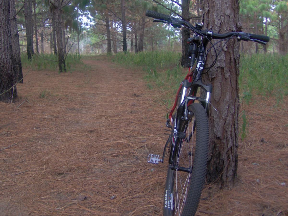 A mountain bike leaning against a tree on a path surrounded by pine trees and fallen needles, highlighting a tranquil, forested landscape. San Felasco Hammock Preserve mountain bike trail.