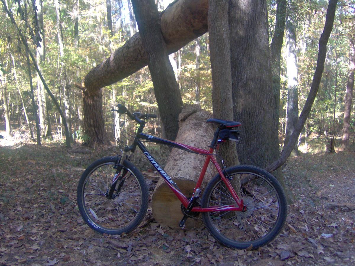 A red mountain bike leaning against a large fallen tree in a wooded area, surrounded by autumn foliage and sunlight filtering through the trees in the background. San Felasco Hammock Preserve mountain bike trail.