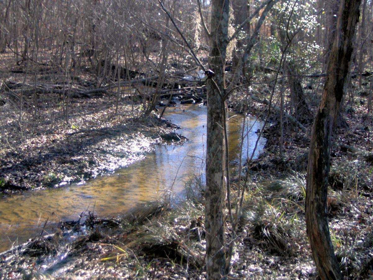 A serene, wooded landscape featuring a gently flowing creek surrounded by bare trees and sparse vegetation. The sunlight filters through the branches, illuminating the water's surface and casting gentle reflections on the stream, while fallen leaves and dry grass line the shore. Cellon Creek Loop mountain bike trail.