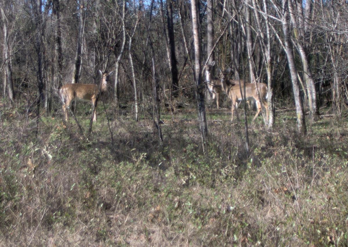 Two deer standing among trees in a forested area, with grass and underbrush visible in the foreground. The scene is set on a clear day with natural lighting. San Felasco Hammock Preserve mountain bike trail.