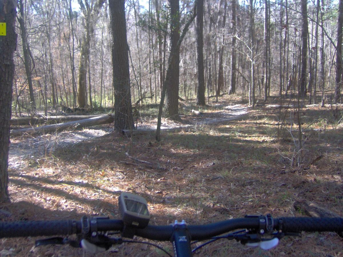 View from the handlebars of a mountain bike, with a dirt path winding through a sunlit forest of tall trees and fallen logs, surrounded by a carpet of pine needles. A bike speedometer is visible in the foreground. San Felasco Hammock Preserve mountain bike trail.