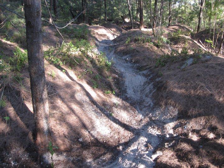 A winding dirt path through a wooded area, bordered by mounds of pine needles and small greenery, with sunlight filtering through the trees. Virginia Key North Point mountain bike trail.