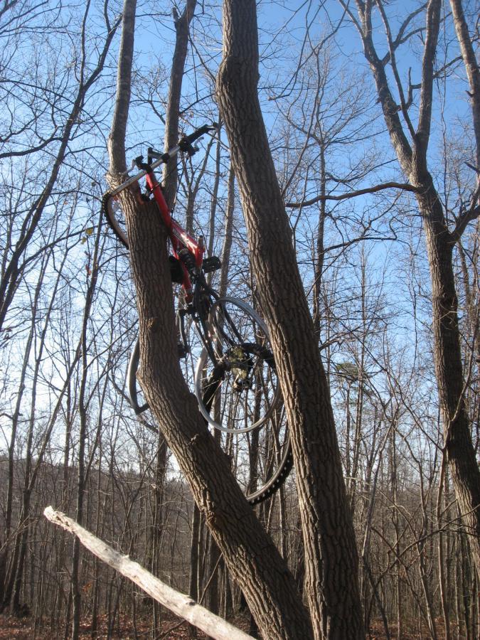 A red bicycle lodged in the branches of a tree on a clear day, surrounded by bare trees and a blue sky. The bike is partially obscured by the tree trunk, with its wheels hanging in the air. Chicopee Woods mountain bike trail.