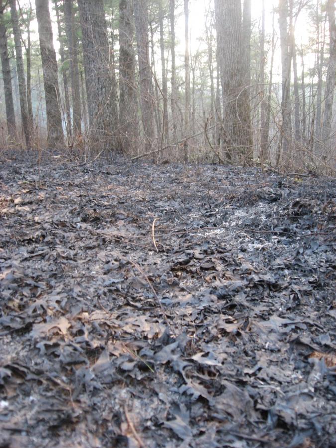 A forest floor covered with charred leaves and ash, with trees in the background. The scene appears to have been affected by a recent fire, with the sunlight filtering through the trees. Winding Stairs Loop mountain bike trail.