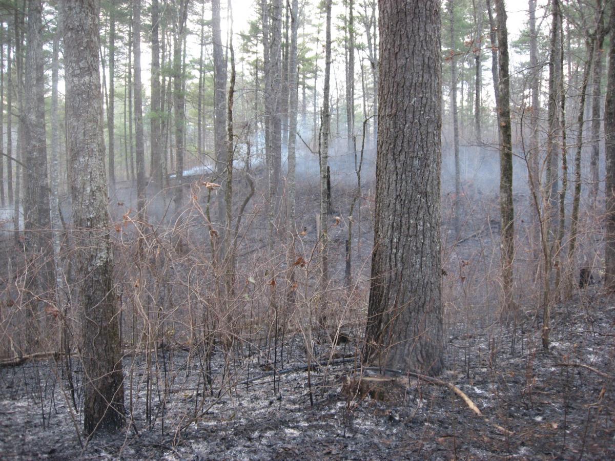 A forest scene showing trees surrounded by burnt underbrush and light smoke rising, indicating a recent wildfire. The ground is charred and blackened, with sparse vegetation and a few remaining green leaves on the trees. Winding Stairs Loop mountain bike trail.