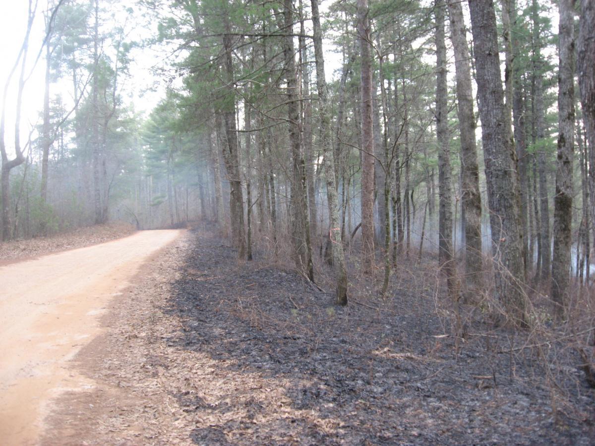 A dirt road winding through a forest with tall pine trees, alongside an area of recently burned ground covered in blackened leaves and ash. Light mist adds a sense of depth to the scene. Winding Stairs Loop mountain bike trail.
