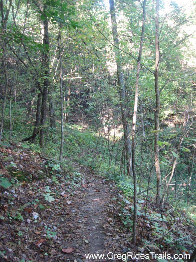 A winding dirt trail meanders through a dense forest with tall trees and lush greenery. Sunlight filters through the leaves, illuminating patches of the path lined with fallen leaves and small plants. The peaceful atmosphere suggests a serene outdoor experience. Green Mountain mountain bike trail.