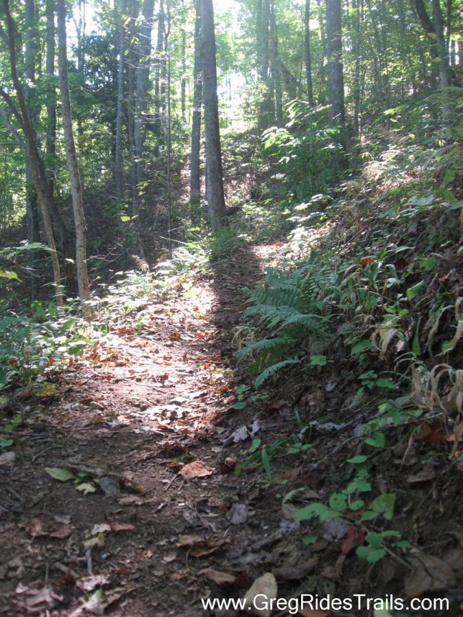 A narrow dirt trail winding through a sunny forest with tall trees, ferns, and scattered fallen leaves along the ground. Sunlight filters through the canopy, casting soft shadows on the path. Green Mountain mountain bike trail.