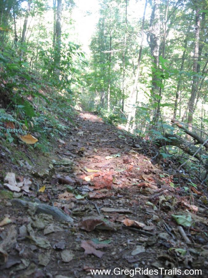 A narrow dirt trail winding through a forest, lined with trees and scattered autumn leaves. Sunlight filters through the foliage, illuminating the path ahead. Green Mountain mountain bike trail.