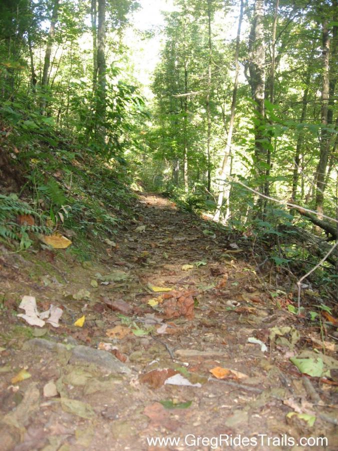 A narrow dirt trail surrounded by lush green vegetation and trees, with scattered autumn leaves on the ground, leading into the woods. Green Mountain mountain bike trail.