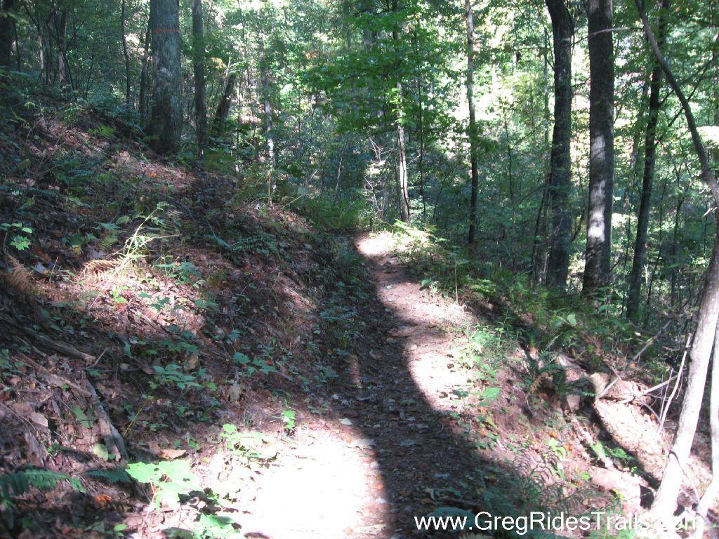 A narrow dirt trail winding through a lush forest, surrounded by tall trees and dappled sunlight filtering through the leaves. Ferns and small plants grow alongside the path, while fallen leaves and soil cover the ground. Green Mountain mountain bike trail.