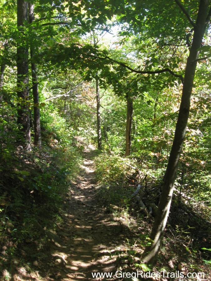 A narrow dirt path winds through a lush, green forest, surrounded by tall trees and dense foliage, with sunlight filtering through the leaves above. Stanley Gap mountain bike trail.