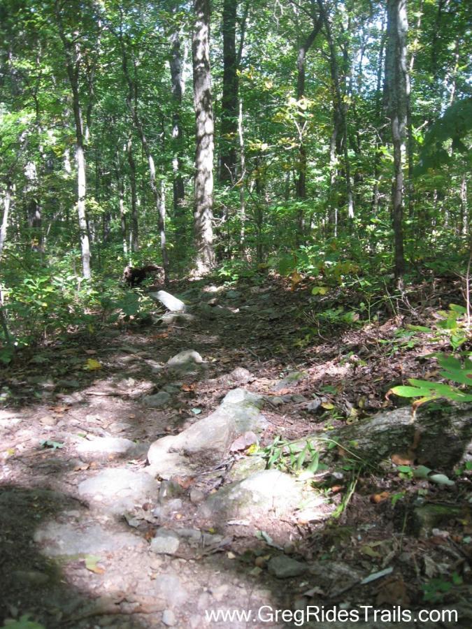A narrow, rocky trail winding through a dense forest. Sunlight filters through the trees, casting dappled shadows on the ground. The path is lined with greenery, rocks, and fallen leaves, creating a natural hiking environment. Stanley Gap mountain bike trail.