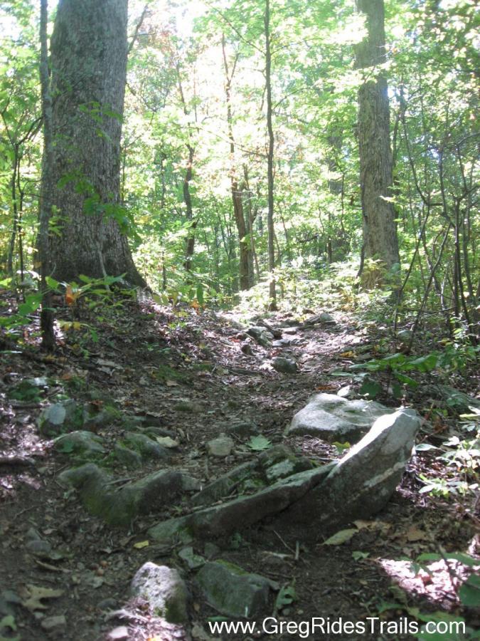 A narrow, rocky trail winding through a lush, green forest, with sunlight filtering through the trees. The path is surrounded by large trees and scattered rocks on the ground, indicating a natural woodland setting. Stanley Gap mountain bike trail.