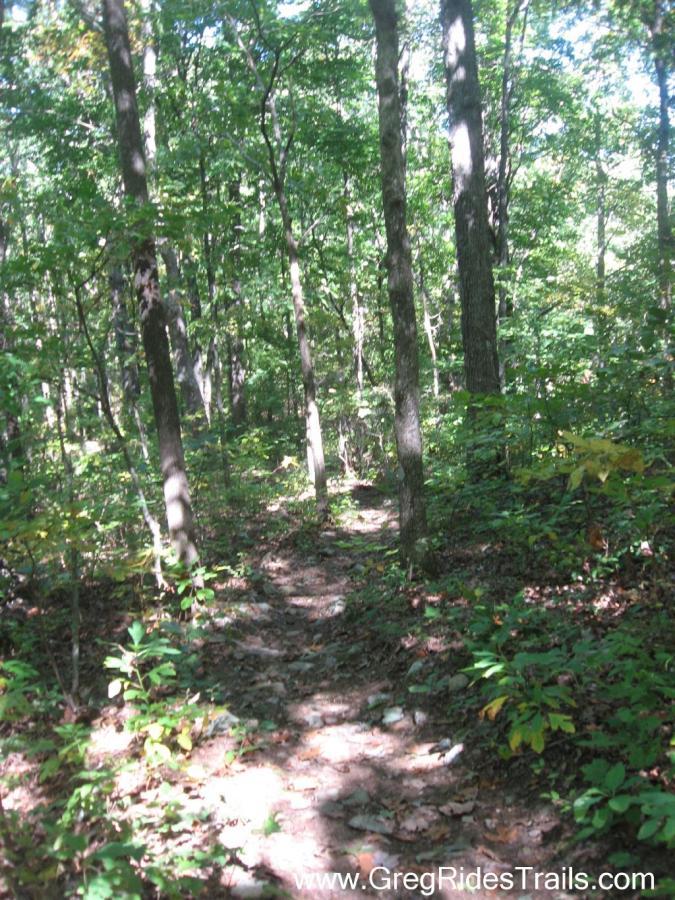 A narrow dirt trail winding through a lush green forest, surrounded by tall trees with abundant foliage. Sunlight filters through the leaves, creating a serene and inviting atmosphere. Stanley Gap mountain bike trail.