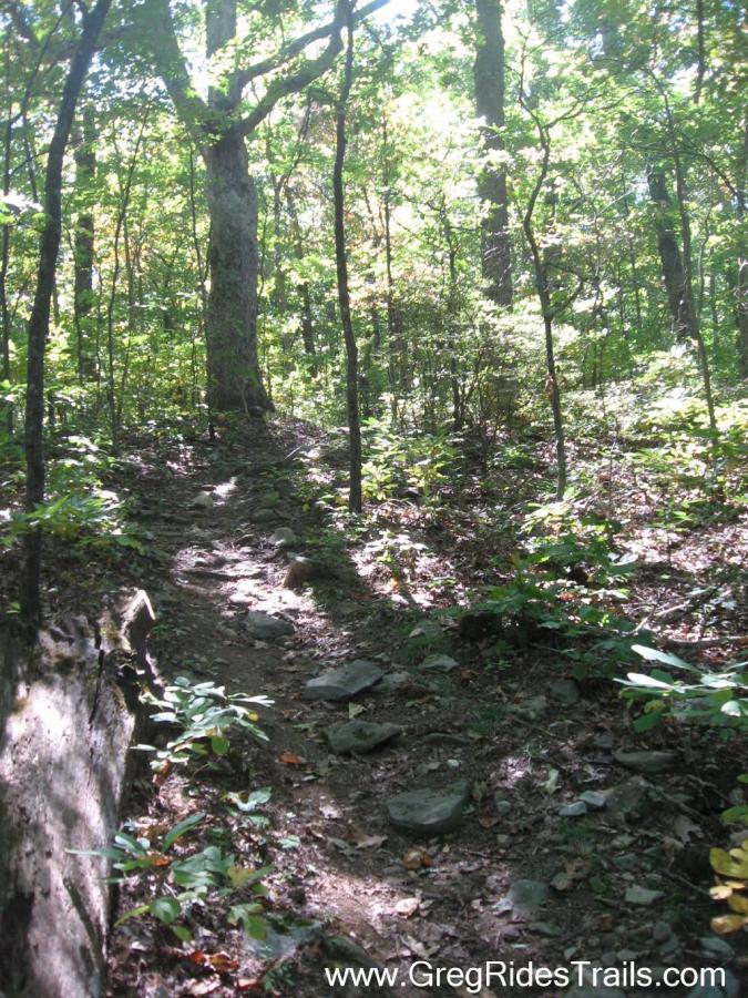 Alt text: A narrow, winding trail through a lush green forest. Sunlight filters through the trees, illuminating patches of the path, which is lined with rocks and surrounded by various plants and foliage. Stanley Gap mountain bike trail.