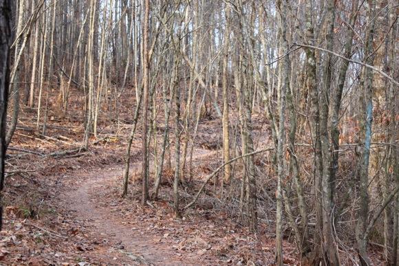 A winding dirt path through a wooded area with bare trees and fallen leaves, creating a tranquil atmosphere in a natural setting. Sylaward mountain bike trail.