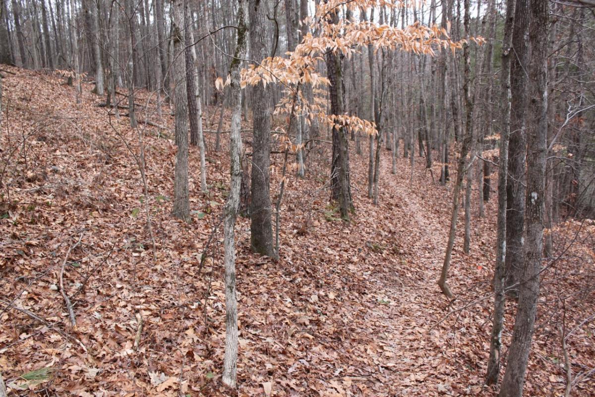 A wooded area with tall, bare trees and a path winding through a blanket of fallen leaves, depicting a late autumn scene. Some trees show remnants of yellow leaves, while the forest floor is covered with brown and orange foliage. The Trails At The Beach mountain bike trail.