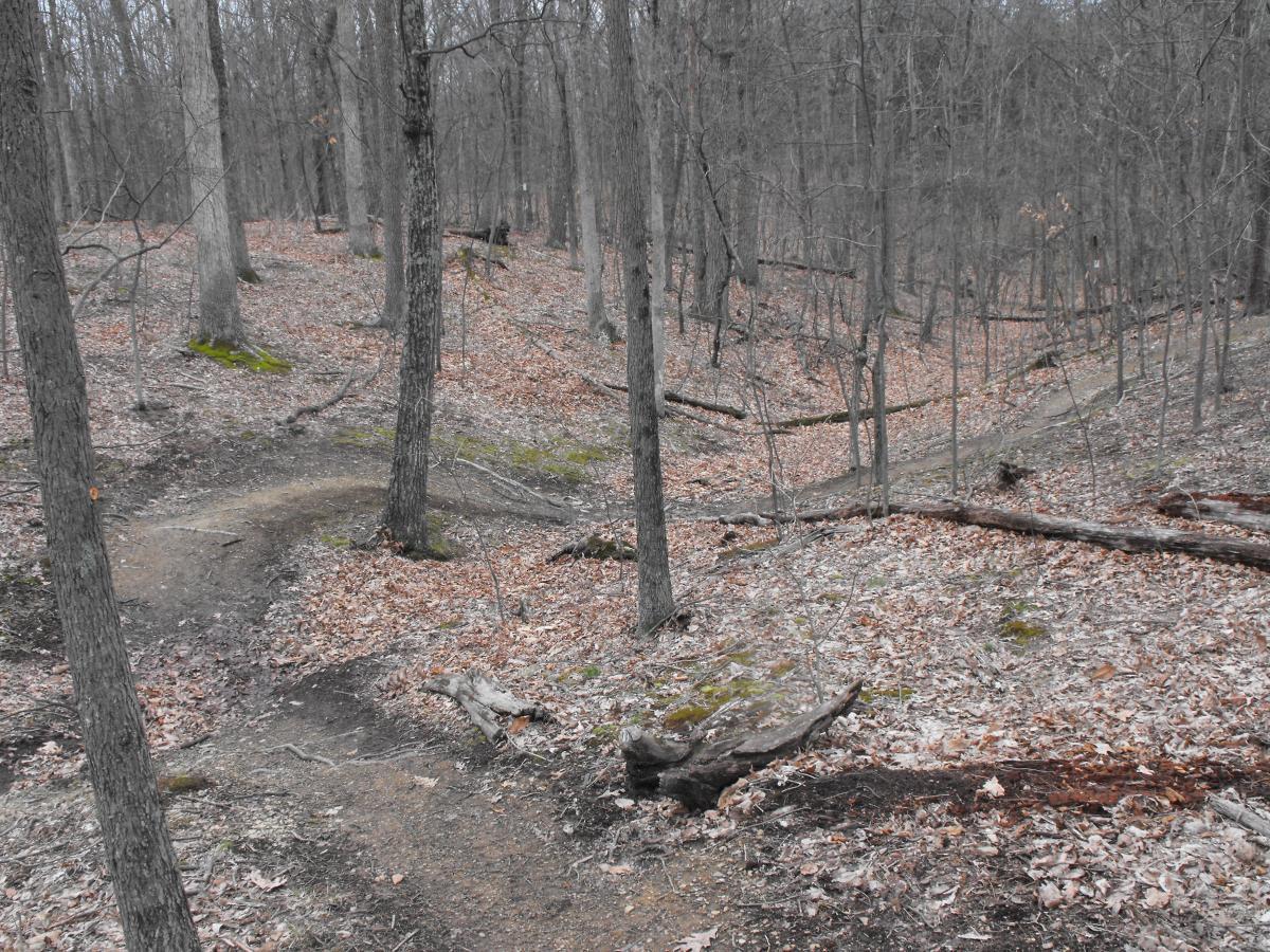 A winding dirt trail through a sparse forest, with bare trees and fallen leaves covering the ground. Some green moss is visible on the ground, and distant paths can be seen winding through the trees. The overall scene has a muted, grayish appearance, suggesting a cool or overcast day. 3rd Battle Of Winchester Trail mountain bike trail.