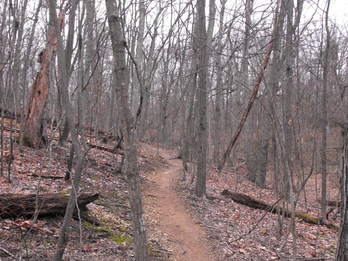 A winding, dirt trail leads through a sparse, wooded area with bare trees and fallen leaves covering the ground. The scene appears overcast, creating a muted color palette. Branches and logs are scattered along the path, emphasizing the natural, rugged environment. 3rd Battle Of Winchester Trail mountain bike trail.