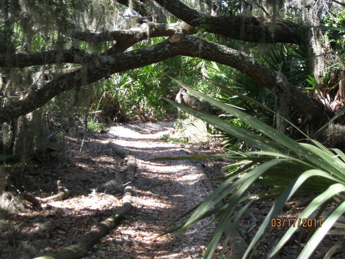 A winding path through a dense forest, flanked by lush greenery and moss-covered tree branches. The trail is covered with small pebbles and lined with fallen logs, creating a natural exploration route. Sunlight filters through the trees, casting dappled shadows on the ground. Ft. Clinch State Park mountain bike trail.