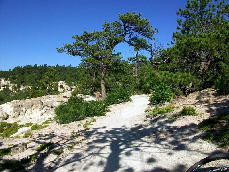 A scenic view of a winding dirt path surrounded by lush green vegetation and rocky outcrops, leading through a forest of tall pine trees under a clear blue sky. Spruce Mountain Trail Upper Loop mountain bike trail.