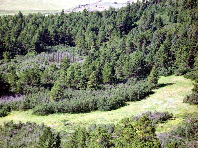 Aerial view of a dense forest featuring various evergreen trees, surrounded by a mix of shrubs and open grassy areas. The landscape includes a winding trail or clearing visible among the greenery, with a distant glimpse of a road and structures in the background. Spruce Mountain Trail Upper Loop mountain bike trail.