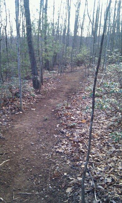 A dirt path winding through a forested area, surrounded by trees and underbrush. The ground is covered in fallen leaves, and the scene is lit with soft natural light, suggesting a tranquil outdoor setting. Woolwine Trails [Shiners Revenge] mountain bike trail.