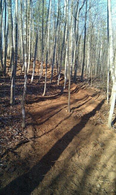 A winding dirt trail through a forest of slender trees, with soft soil and fallen leaves visible on the ground. The sunlight casts shadows along the path, highlighting the natural landscape and creating a serene atmosphere. Woolwine Trails [Shiners Revenge] mountain bike trail.