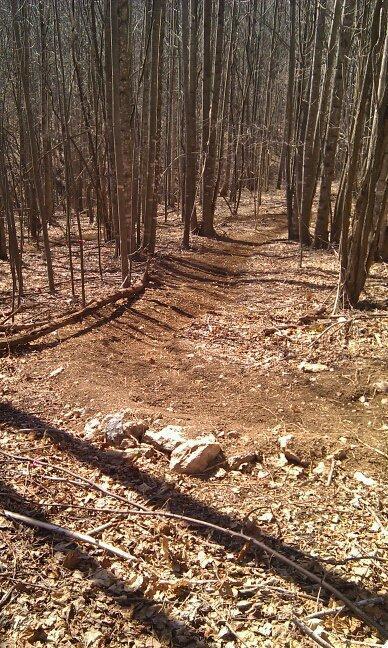 A winding dirt trail through a deciduous forest, with bare trees and scattered leaves on the ground. Sunlight creates shadows along the path, highlighting a few rocks and fallen branches. The scene is typical of early spring or late fall, showcasing a serene and natural outdoor setting. Woolwine Trails [Shiners Revenge] mountain bike trail.