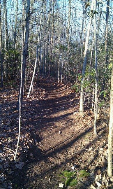 A winding dirt trail through a wooded area, surrounded by thin trees and scattered fallen leaves. The sun casts long shadows on the path, creating a serene and natural atmosphere. Woolwine Trails [Shiners Revenge] mountain bike trail.
