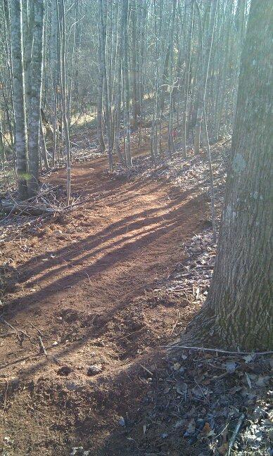 A narrow dirt trail winding through a forest with tall, thin trees and soft sunlight filtering through the branches. The path is bordered by brown earth and scattered leaves, creating a serene, natural environment. Woolwine Trails [Shiners Revenge] mountain bike trail.