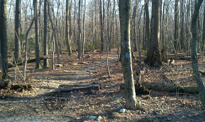 A wooded path winding through a forest, with tall, leafless trees and scattered fallen leaves on the ground. Sunlight filters through the branches, illuminating the trail. Busted Knuckles Trail mountain bike trail.
